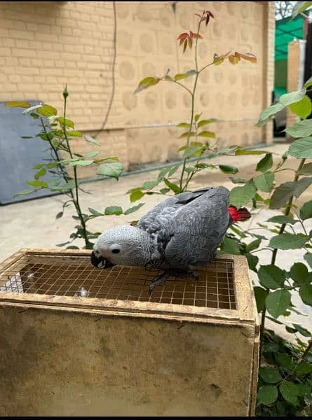 african grey / grey chicks / Congo African grey 8