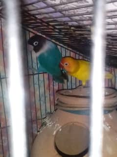 Latino pasnata male and blue female and hogo Latino red eyes pair