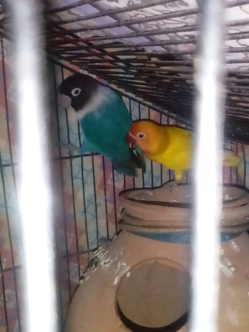 Latino pasnata male and blue female and hogo Latino red eyes pair 0