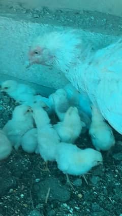 Heera white aseel chicks