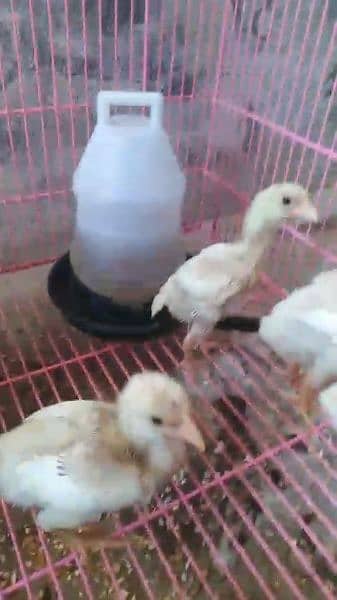 Heera white aseel chicks 1