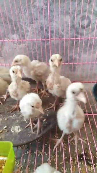 Heera white aseel chicks 2