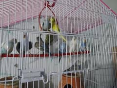 10 peice budgies for sale 0