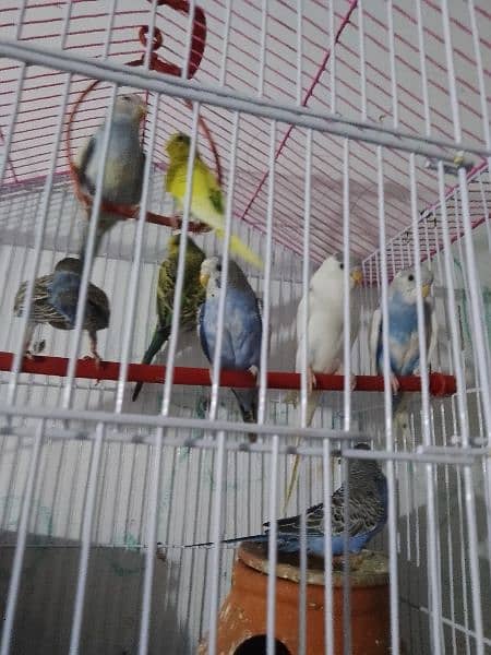 10 peice budgies for sale 1