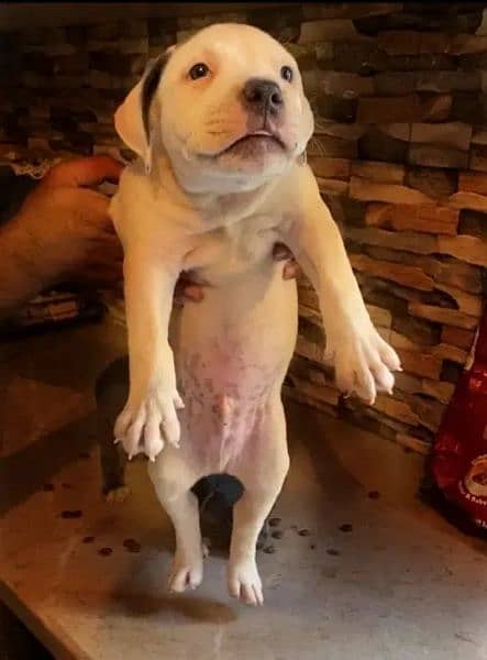 American Bully puppy 1