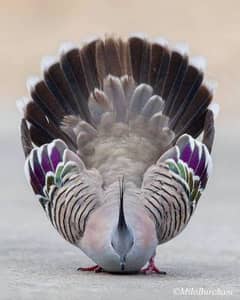 crested doves