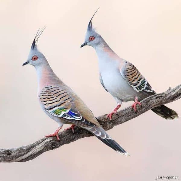 crested doves 2