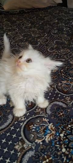 Persian kittens available 0