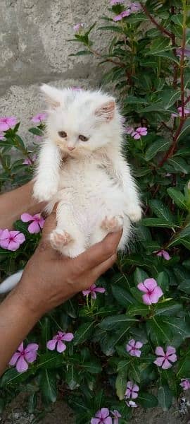 Persian kittens available 1