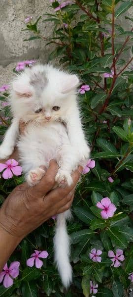 Persian kittens available 2