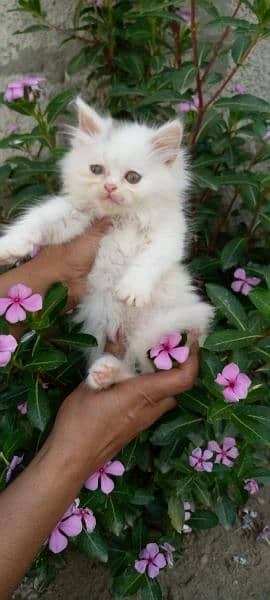 Persian kittens available 3