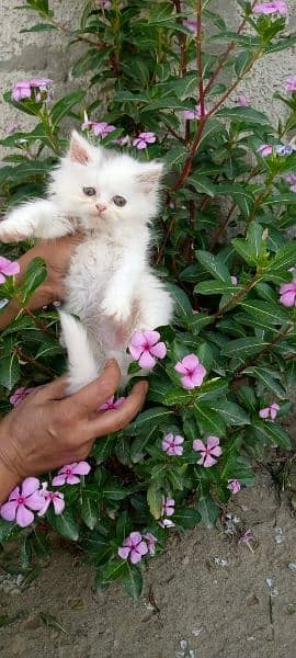 Persian kittens available 4