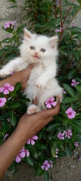 Persian kittens available 6