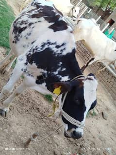 Pure American Breed Cow For Sale 0