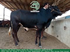 Qurbani Bull / Bhains / Gae / Discount Qurbani animal / Qurbani 2024
