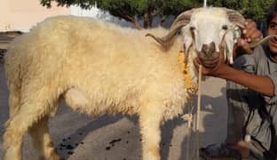 dumba sheep horn Singh 2 dant chakki