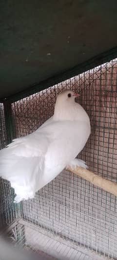 Laqa kabotar Male Ready For Breed 0