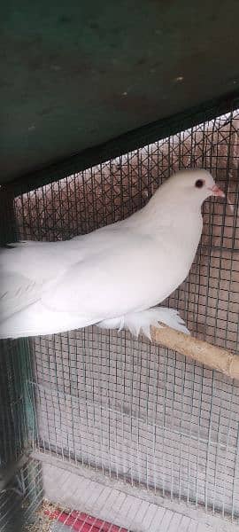 Laqa kabotar Male Ready For Breed 1