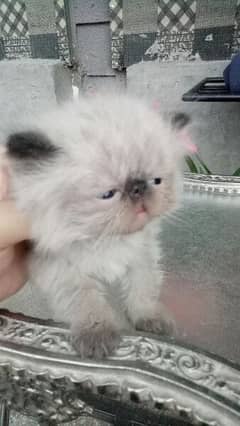 Persian cat/peke faced Himalayan kittens from imported blood line 0