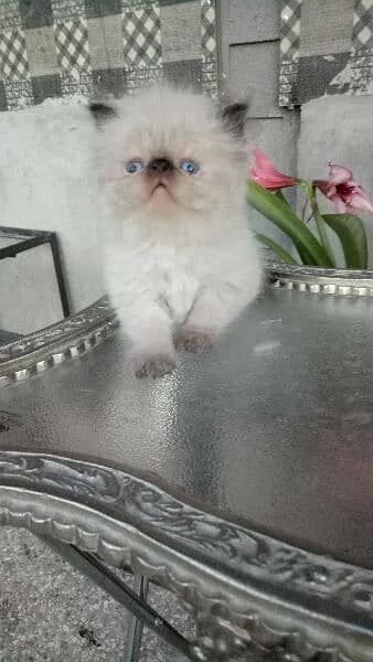Persian cat/peke faced Himalayan kittens from imported blood line 1