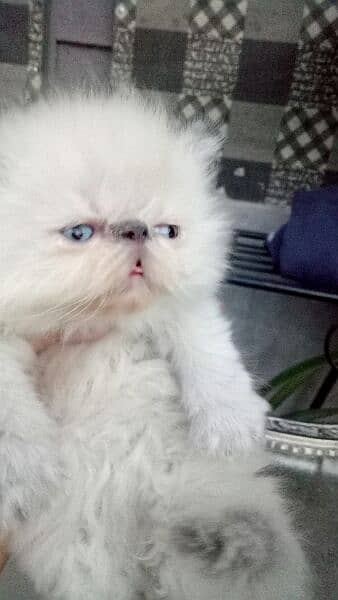 Persian cat/peke faced Himalayan kittens from imported blood line 2