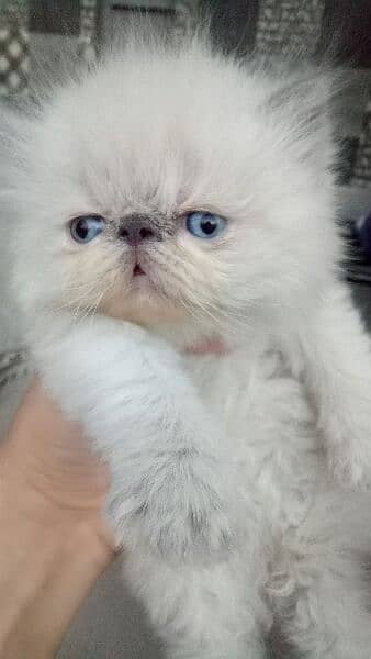 Persian cat/peke faced Himalayan kittens from imported blood line 4