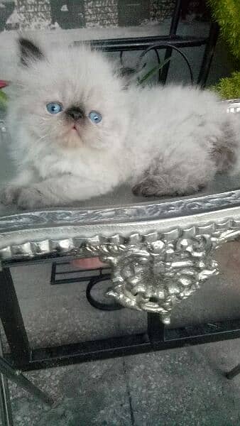 Persian cat/peke faced Himalayan kittens from imported blood line 7