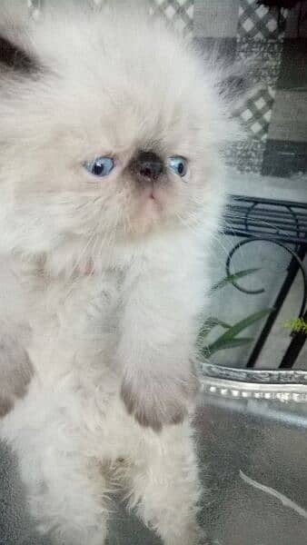 Persian cat/peke faced Himalayan kittens from imported blood line 9