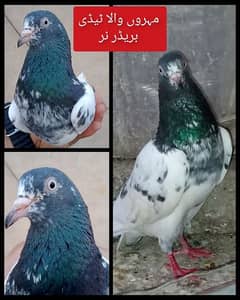 2 Teddy Male Pigeons (Mehron Wala & Saith Wala)