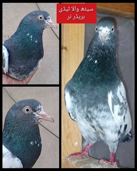 2 Teddy Male Pigeons (Mehron Wala & Saith Wala) 1