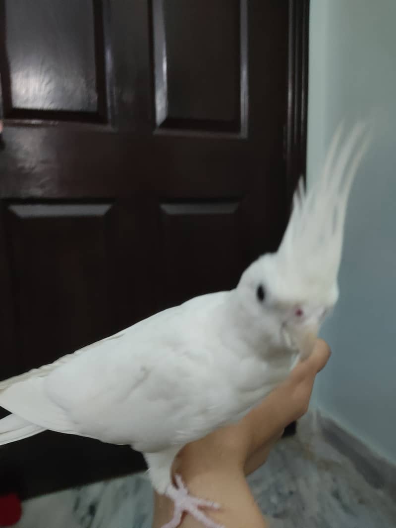 2 Cockatiel/cocktail/ cockteil handtame adult breeder females 3