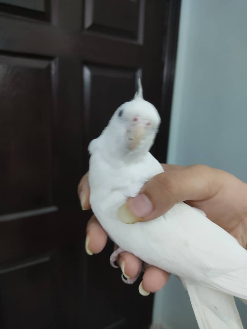 2 Cockatiel/cocktail/ cockteil handtame adult breeder females 4