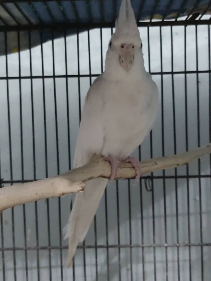 2 Cockatiel/cocktail/ cockteil handtame adult breeder females 5