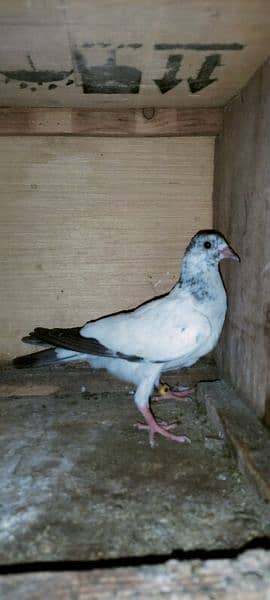 original Ferozpur kasoori kamaghar and teddy pigeon 6