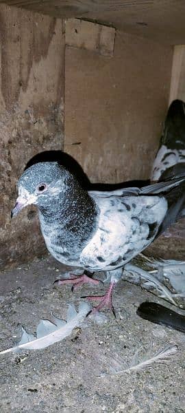 original Ferozpur kasoori kamaghar and teddy pigeon 16