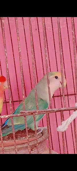 love bird female 0