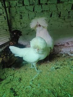 Ayam Cemani and fancy eggs chicks avail exchange possible 0