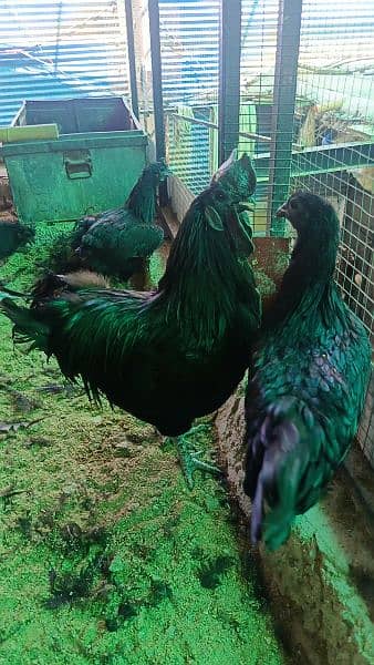 Ayam Cemani and fancy eggs chicks avail exchange possible 1