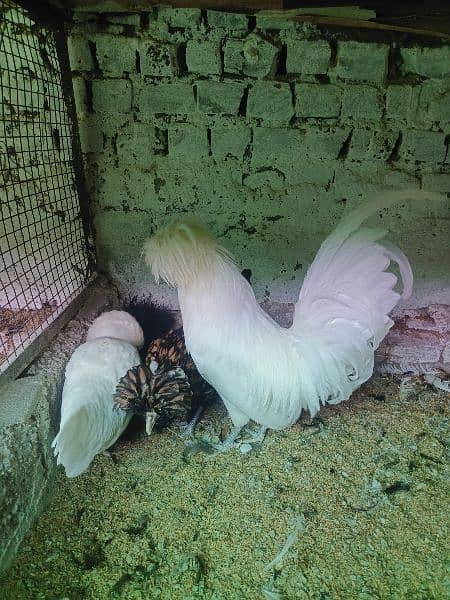 Ayam Cemani and fancy eggs chicks avail exchange possible 2