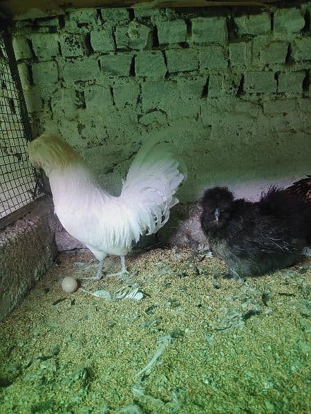 Ayam Cemani and fancy eggs chicks avail exchange possible 3