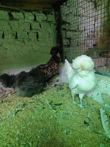 Ayam Cemani and fancy eggs chicks avail exchange possible 4