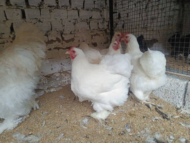 Ayam Cemani and fancy eggs chicks avail exchange possible 7