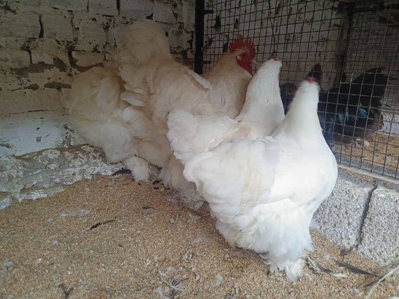 Ayam Cemani and fancy eggs chicks avail exchange possible 8