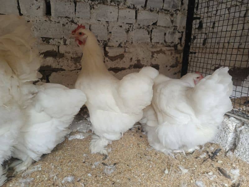 Ayam Cemani and fancy eggs chicks avail exchange possible 9