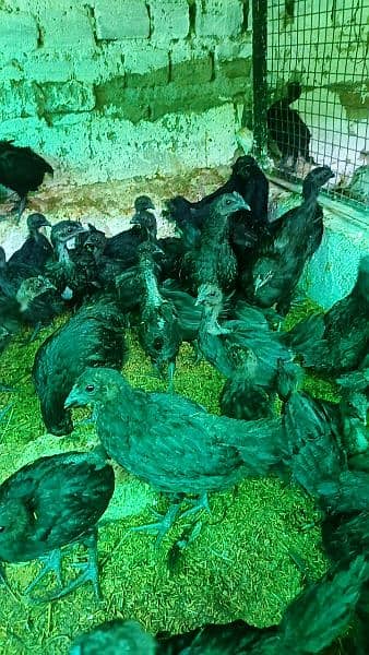 Ayam Cemani and fancy eggs chicks avail exchange possible 10