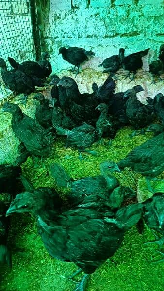 Ayam Cemani and fancy eggs chicks avail exchange possible 11