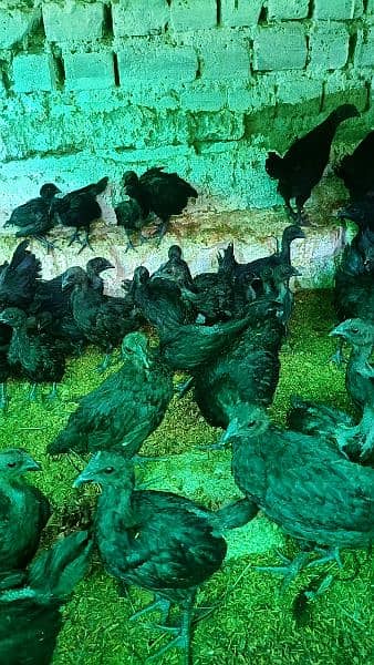 Ayam Cemani and fancy eggs chicks avail exchange possible 12