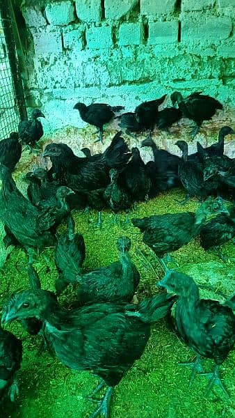 Ayam Cemani and fancy eggs chicks avail exchange possible 13