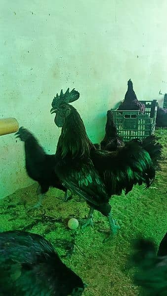 Ayam Cemani and fancy eggs chicks avail exchange possible 14