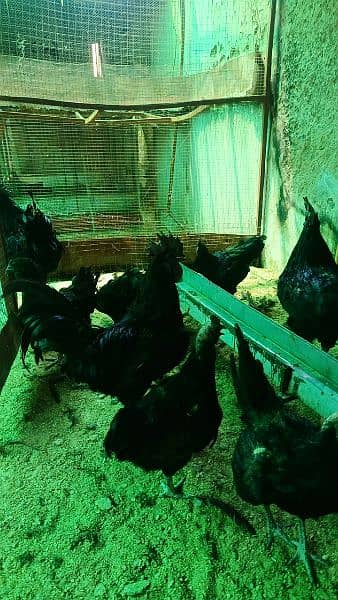 Ayam Cemani and fancy eggs chicks avail exchange possible 15